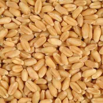 Organic Wheat Seeds, For Beverage, Flour, Purity : 98%