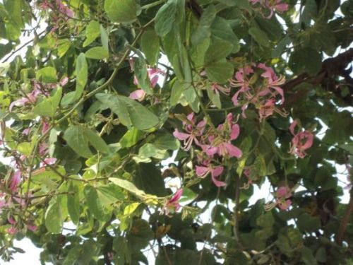 Bauhinia Purpurea