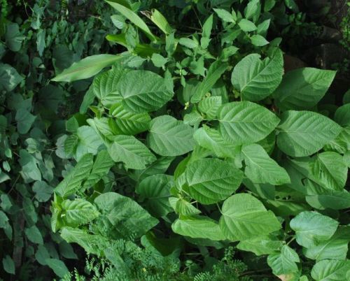 Clerodendrum