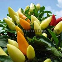 Capsicum Annuum Seeds (Ornamental Chilly-Choice Mixed)