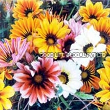 Gazania Splendens Seeds (Sunshine Hybrid Mixed)