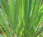 Lemongrass