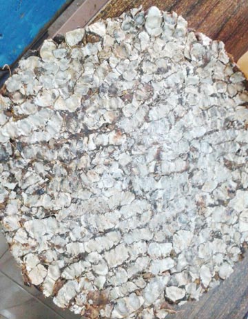 Tamarind, Packaging Type : Packed In A Sealed Bag