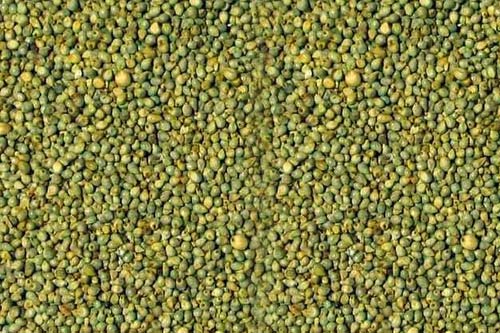 Millet Seeds