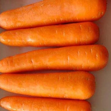 Fresh Carrots