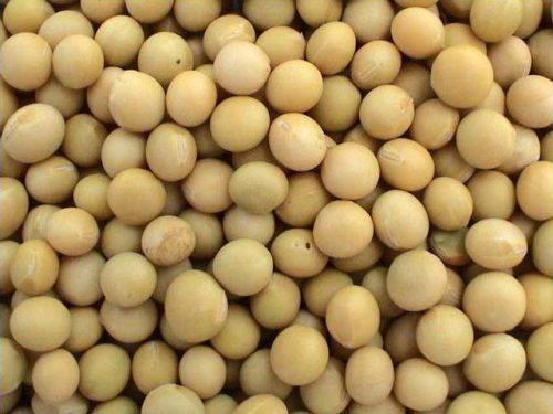 Soybean Seeds