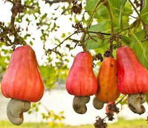 Raw Cashew Nut