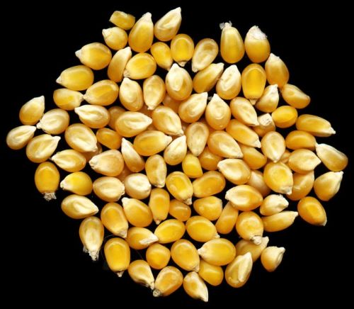 Yellow maize seeds Form : Seeds