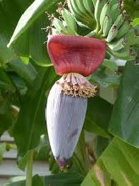 Banana Flower