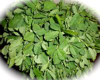 Fenugreek Leaf