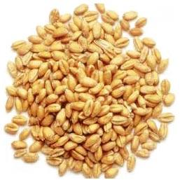 Wheat Seeds