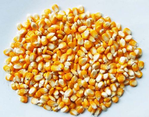 Yellow corn, Packaging Type : Jute Bag for Animal Feed, Cattle Feed