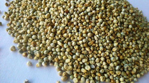 Green Millet Seeds
