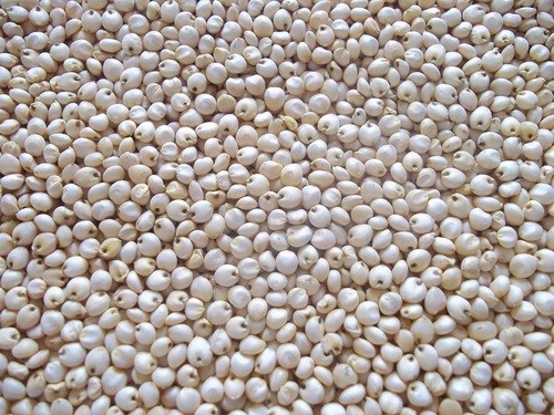 Sorghum Seeds, Storage Condition : Dried