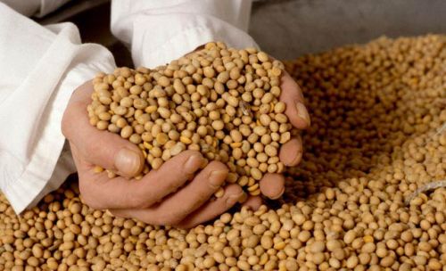 Soybean Gmo - Non Gmo Grade #2