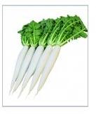 Radish