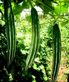 Snake Gourd