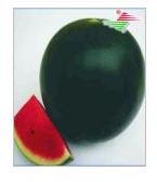 Watermelon, Country of Origin : India