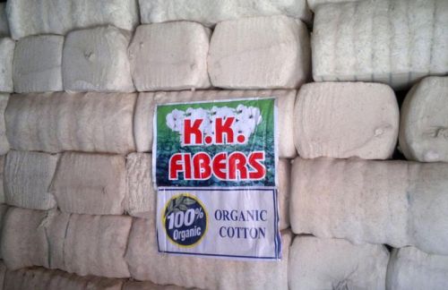 Organic Cotton Bales, For Filling Material, Yarn Making, Purity : 99% Purity