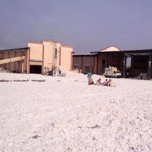 Raw Cotton, Purity : 99% Purity