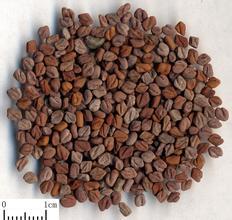 100% Pure Natural Common Fenugreek Seed Extract 20% 4-Hydroxyisoleucin