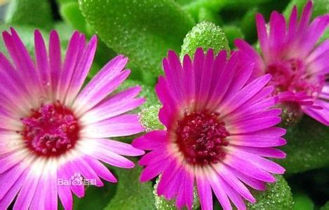 Pure Natural Kanna Extract, Brand Name : Changyue, Form : Powder