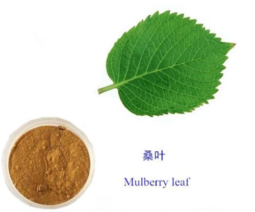100% Pure Natural Mulberry Leaf Extract 1-DNJ(1-deoxynojirimycin )20%