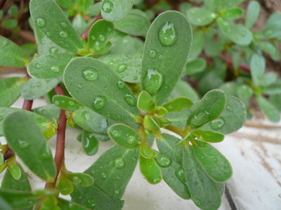 100% Pure Natural Organic Portulaca Oleracea Extract