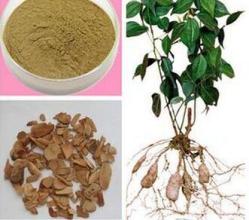 100% Pure Natural Radix Linderae Extract Combined Spicebush Root Extra