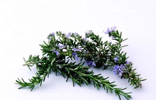 100% Pure Natural Rosemary Extract, Brand Name : Changyue
