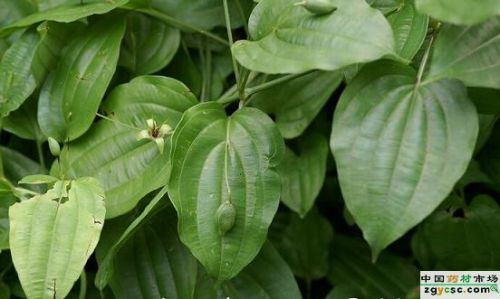 Natural Sessile Stemona Root Extract, Brand Name : Changyue