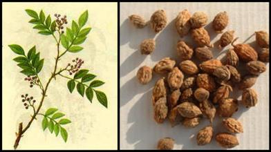 100% Pure Natural Sharpleaf Galangal Fruit Extract / Fructus Alpiniae