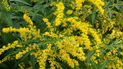 100% Pure Natural Solidago Virgaurea Extract/ Golden Rod Flower Extrac