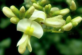 Natural Sophora Japonica Extract, Brand Name : Changyue