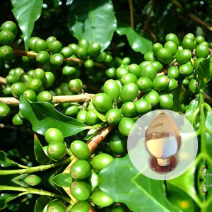 Green Coffee Bean Extract, Brand Name : SXCY