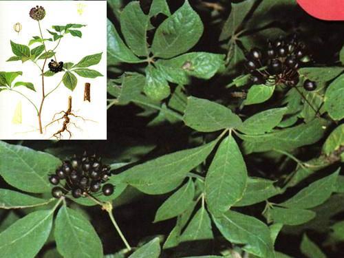 Siberian Ginseng Extract, Eleutheroside(B+E)2% Acanthopanax Senticosus