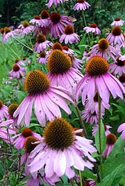 Silybum Marianum Extract