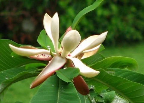 100% Natural Magnolia Bark Extract 50-95% Magnolol+honokiol