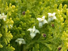 Boswellin Extract Boswellic Acids