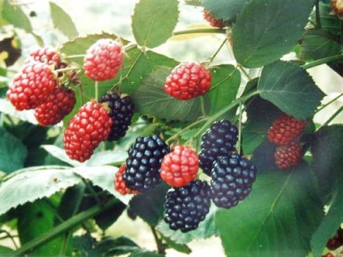 Mulberry Extract Anthocyanin