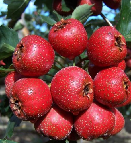 Natural Hawthorn Extract, Brand Name : Natureplus