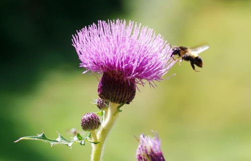 Natural Organic Milk Thistle Extract, High Purity Silymarin