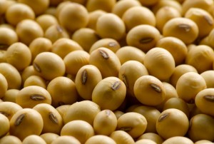 Soybean Seed