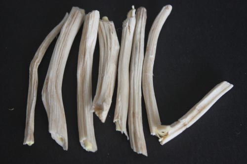 Asparagus Racemosus