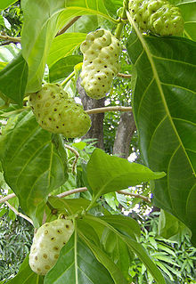 Morinda Citrifolia