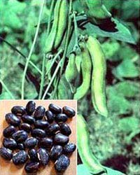 Mucuna Pruriens