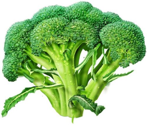 Fresh broccoli