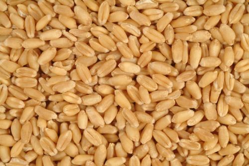 Food Grains