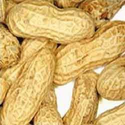 Groundnut