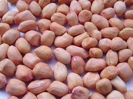 Groundnut Seeds